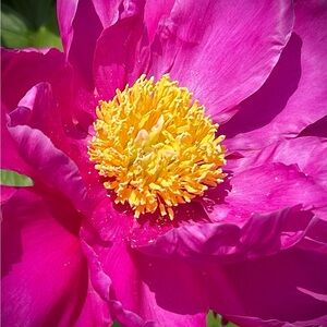 Meet your Posher, Mickie